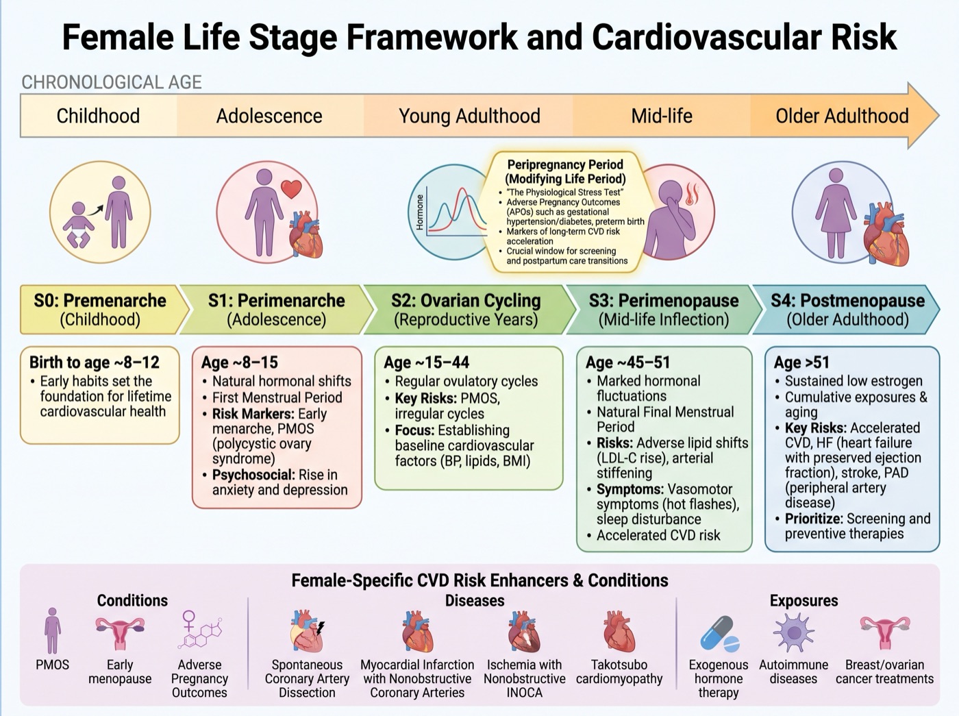 Female Life Stage framework and cardiovascular risk: the stages S0 to S4 along chronological age, the peripregnancy period as a modifying life period, and the female-specific risk enhancers, diseases and exposures